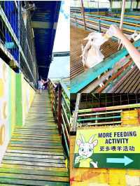Feeding Cute Animals at BSL Ecofarm
