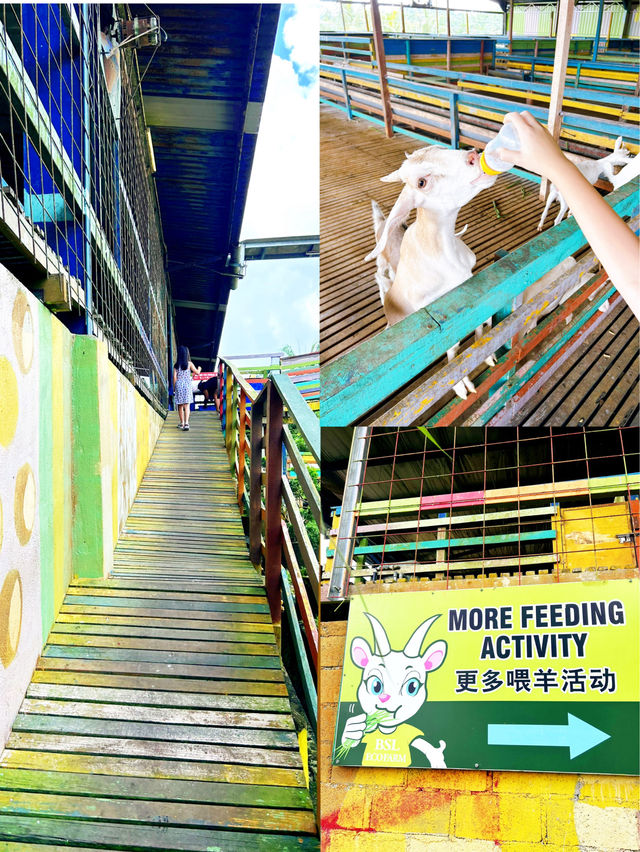 Feeding Cute Animals at BSL Ecofarm