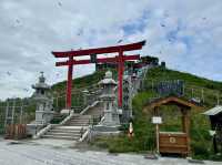 【青森】蕪島でウミネコ鑑賞、すごい！