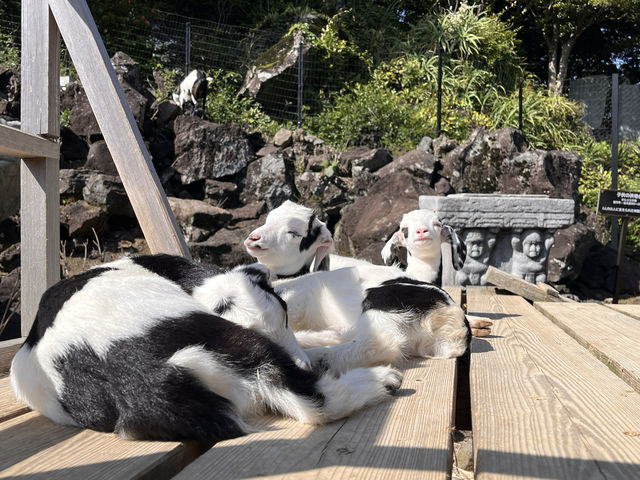 伊豆シャボテン動物公園@伊豆🐏