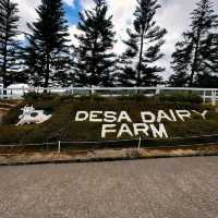 Desa Dairy Farm 'The Little New Zealand'