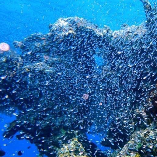 ハートアイランドで🐢🤿シュノーケリング