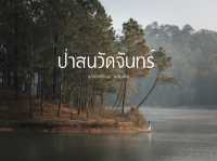 ป่าสนวัดจันทร์ 