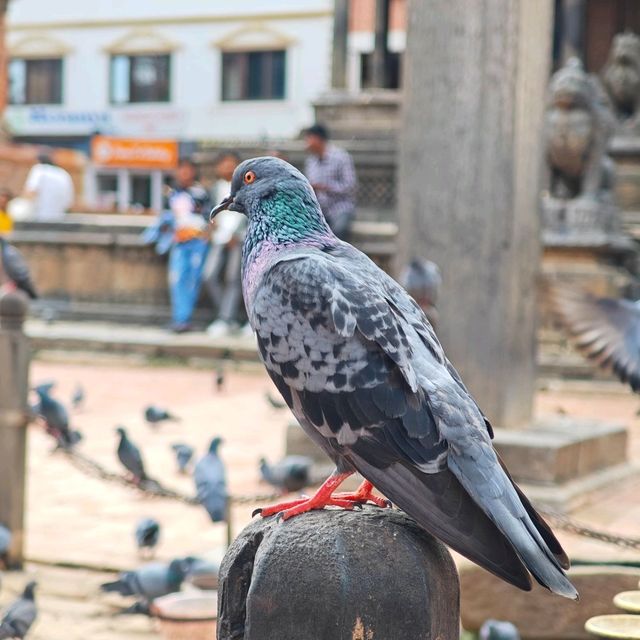 Patan Durbar Square - A must see UNESCO world heritage