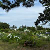 제주여행🏝️ 열네번째 오름, 꽃과 허브로 가득한 모구리오름🌿
