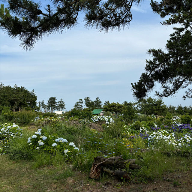 제주여행🏝️ 열네번째 오름, 꽃과 허브로 가득한 모구리오름🌿