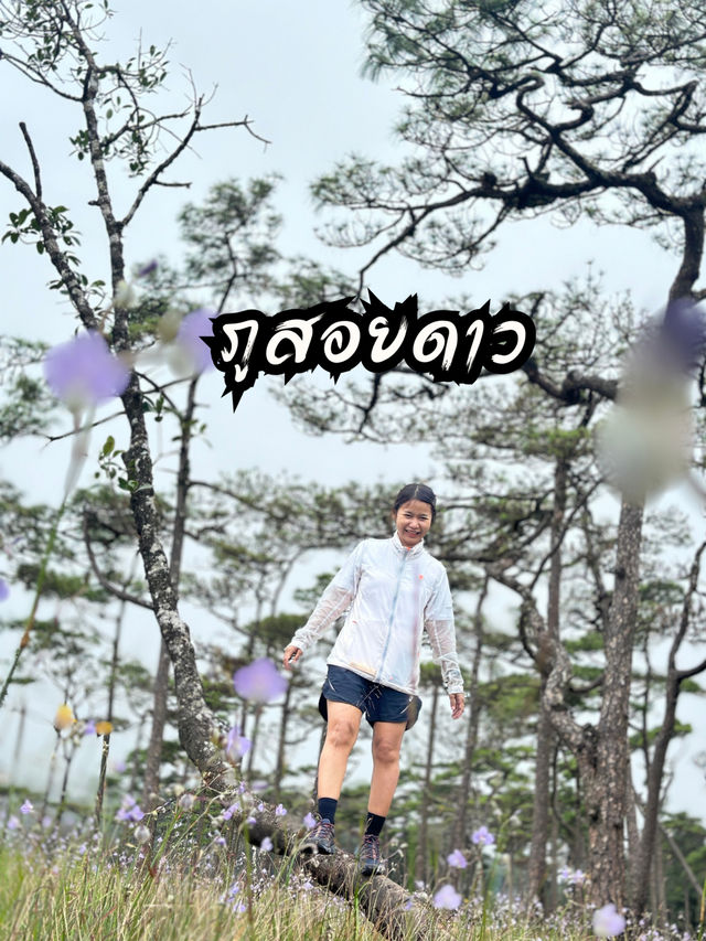 เดินป่าภูสอยดาว