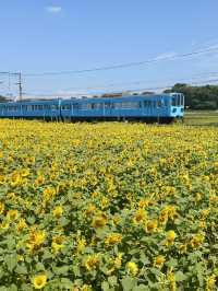 [滋賀]穴場・無料・絶景ひまわり×電車🌻🚃✨