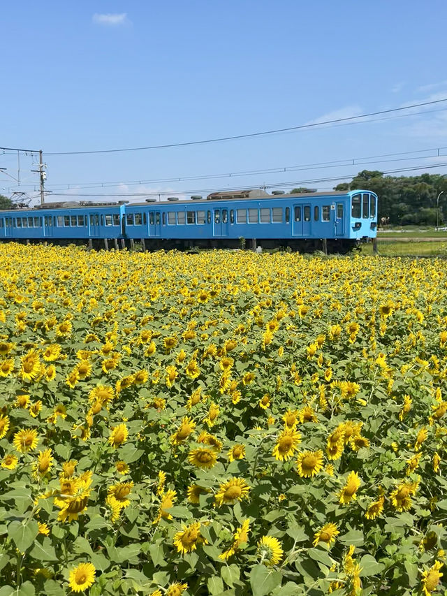 [滋賀]穴場・無料・絶景ひまわり×電車🌻🚃✨