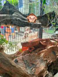 Mini petting zoo cafe - Luckbro Kopi