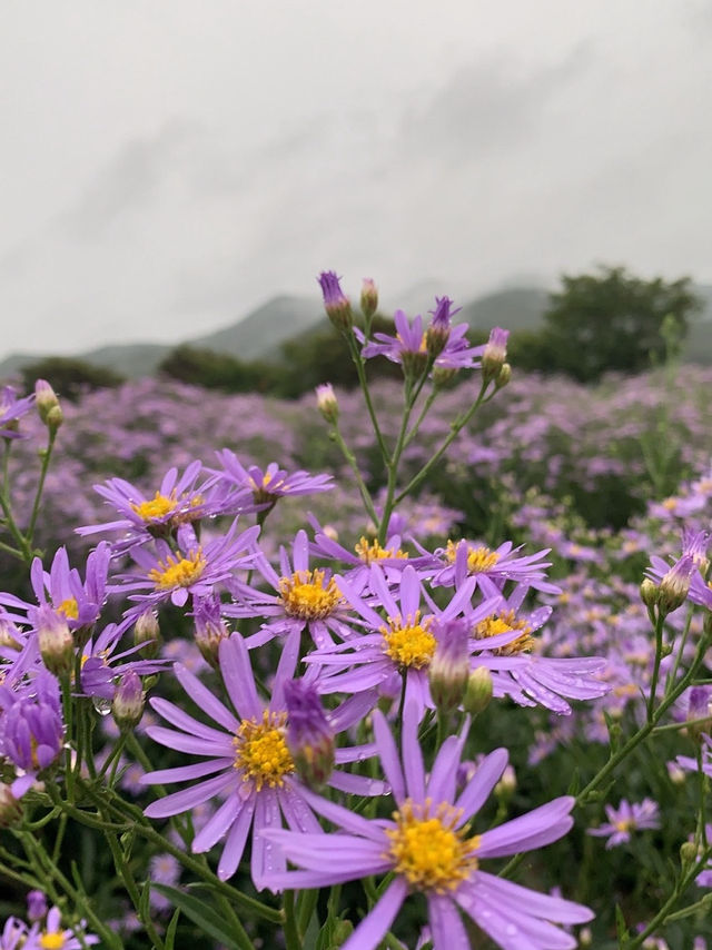 개미취 🌺🪻🌼🌸축제 여행 계획할때에요~ 