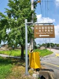장성 배롱나무는 이제 여기입니다