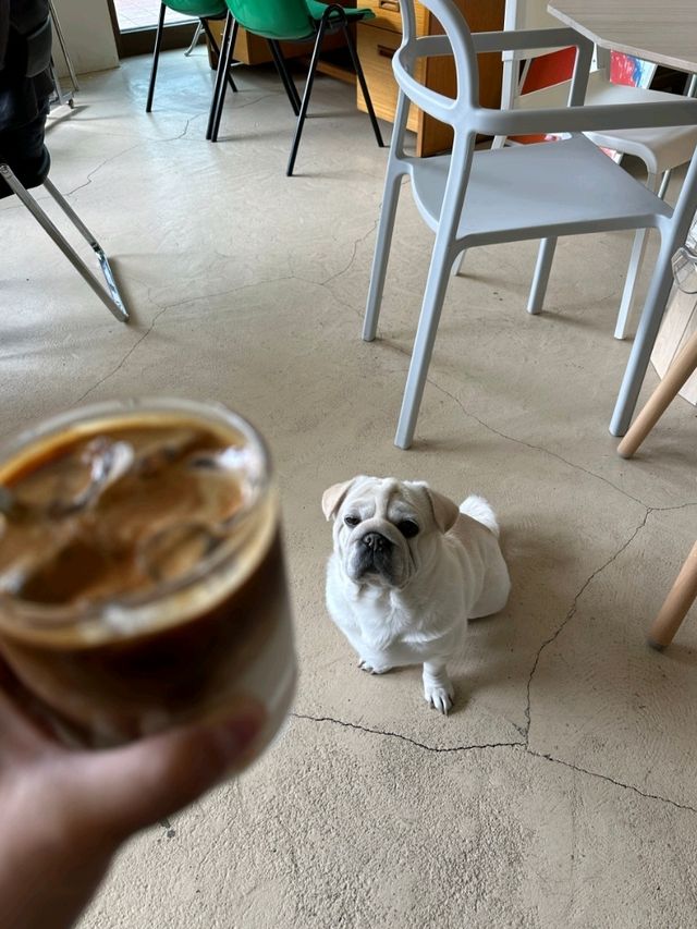 보문카페 : 예쁜 개인카페 추천 코무