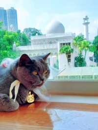 Cat Tea Room 貓之茶房🐱☕️ 尖沙咀分店
