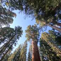 Redwood Forest in USA
