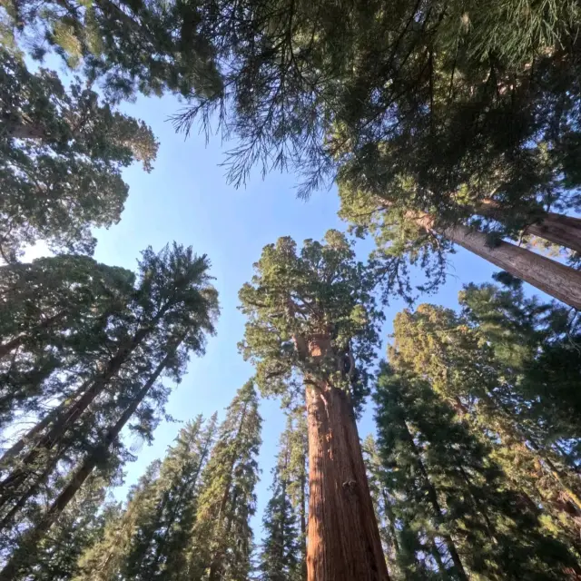 Redwood Forest in USA