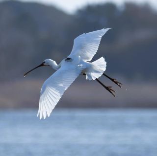 Birdwatching Paradise