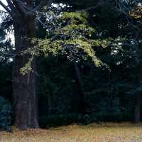 ฤดูที่แตกต่าง Shinjuku Gyoen