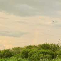 "Teluk Intan Bird View Cruise: A Scenic Journey for Birdwatching and Wildlife Encounters"