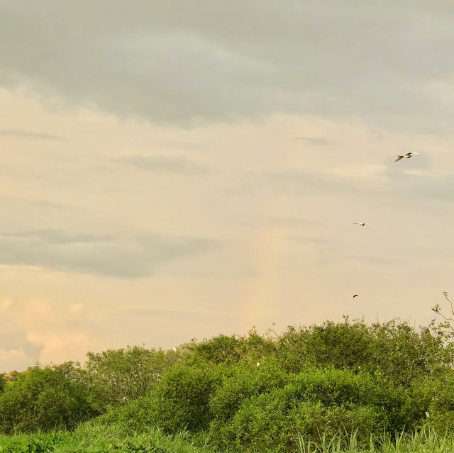 "Teluk Intan Bird View Cruise: A Scenic Journey for Birdwatching and Wildlife Encounters"
