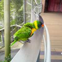 Bird paradise fun for the whole family!