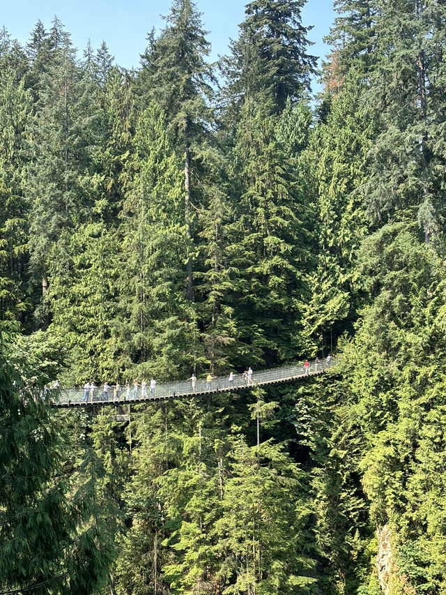 溫哥華必去景點—卡皮拉諾吊橋公園🤍🌉