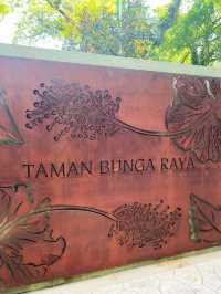 Hibiscus as flower emblem of Malaysia🌹