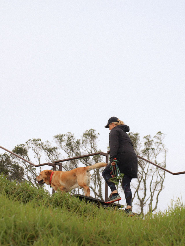 紐西蘭🇳🇿｜奧克蘭必訪的死火山—艾登山（Mount Eden） 