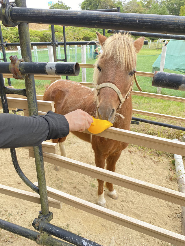 【淡路島】貴重な触れ合い！ロバとお散歩