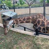 【旭川市旭山動物園】北海道🌟