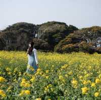 福岡｜能古島賞花遊🌼