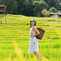 นาขั้นบันได บ้านป่างเปียง เชียงใหม่
