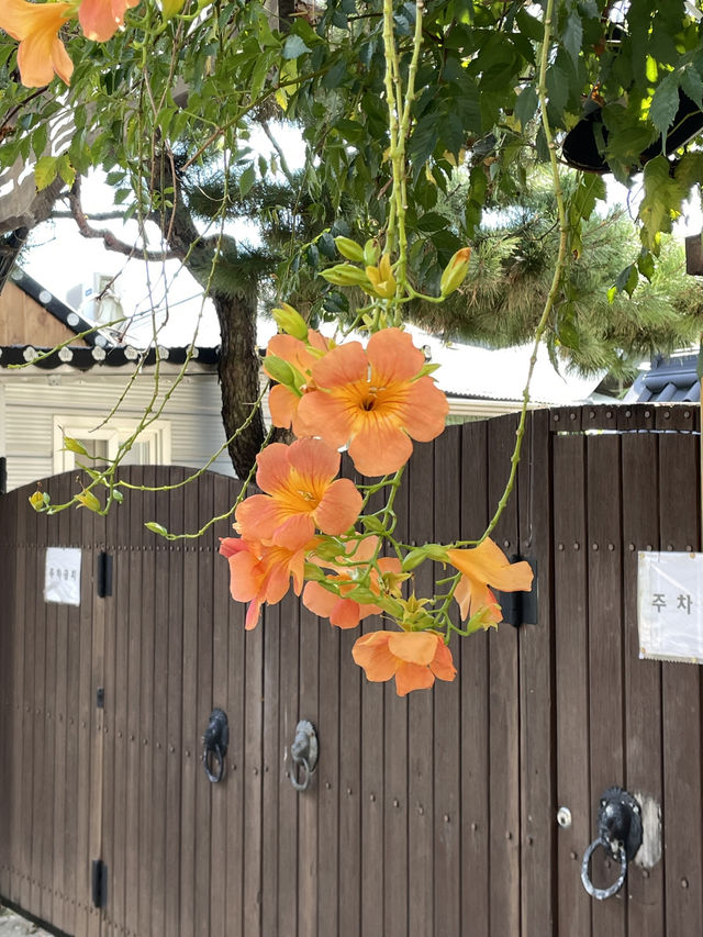 날 좋은날 전주 한옥마을 산책 어때요?!