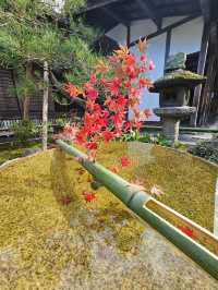 【京都/紅葉スポット】お部屋の中から見る中庭と枯山水が見事なお寺🍂🌾