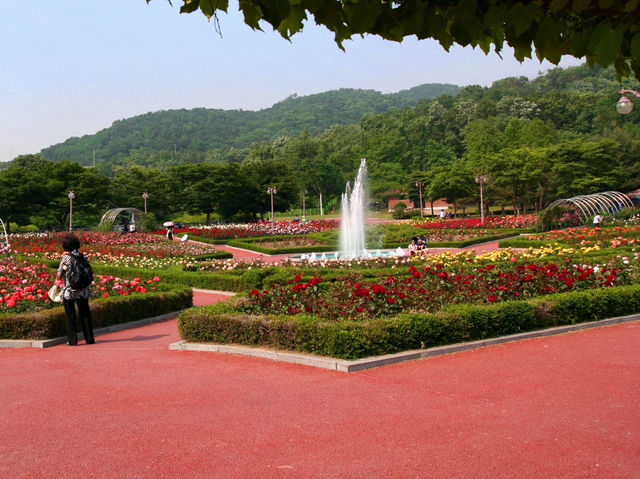 인천 대공원에 꽃 보러 오세용