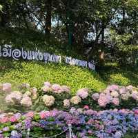 เชียงรายดอกไม้งาม🌷