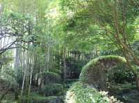 【鎌倉市】鎌倉にある竹林報国寺🎋