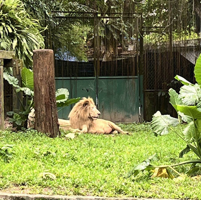 🇲🇾馬來西亞吉隆坡-Zoo Negara Malaysia 