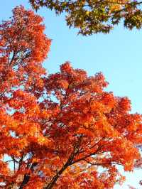 東京賞楓秘境🍁：芝公園！遠眺東京鐵塔🗼最佳位置！ 
