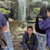 Arghhhh Autumn Tiger Valley in Everland 