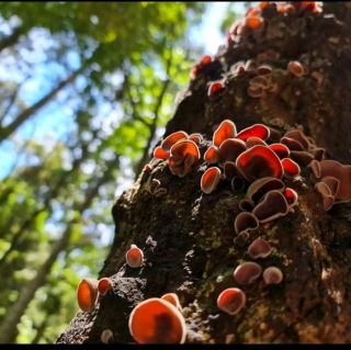 Beautiful Bunya Mountains