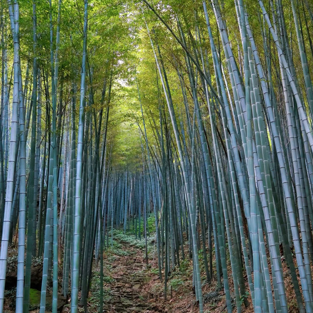 五桂山：青山綠水🌄🌿
