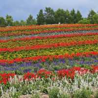 Flowering your summer in Hokkaido with Lavender, Melons
