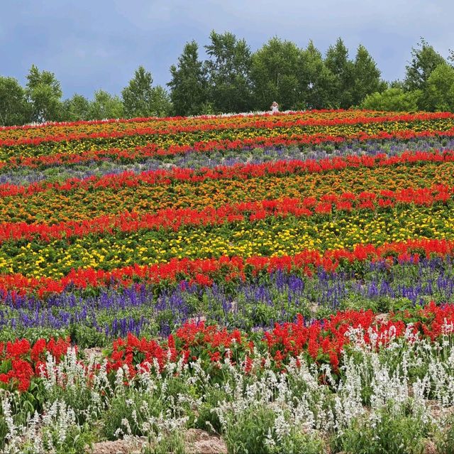 Flowering your summer in Hokkaido with Lavender, Melons