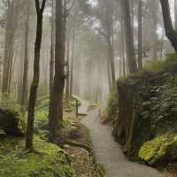 Lost in beauty at Alishan