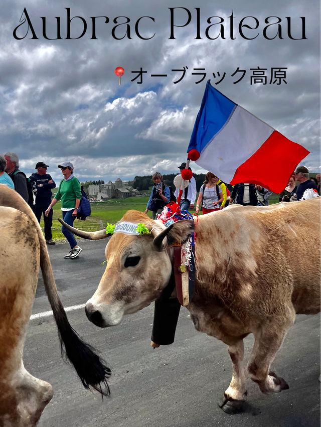 🐂 🌱オーブラック高原の牛の祭り🧀