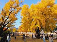 The almighty old gingko tree turns yellow at Gyeongbukgung