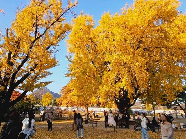 The almighty old gingko tree turns yellow at Gyeongbukgung