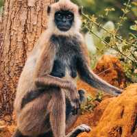 BEAUTIFUL YALA  NATIONAL PARK.