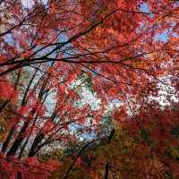 奧入瀨溪流的賞楓秘境：蔦川砂防公園